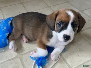 Mixed Breed dogs Beans - Ad 14