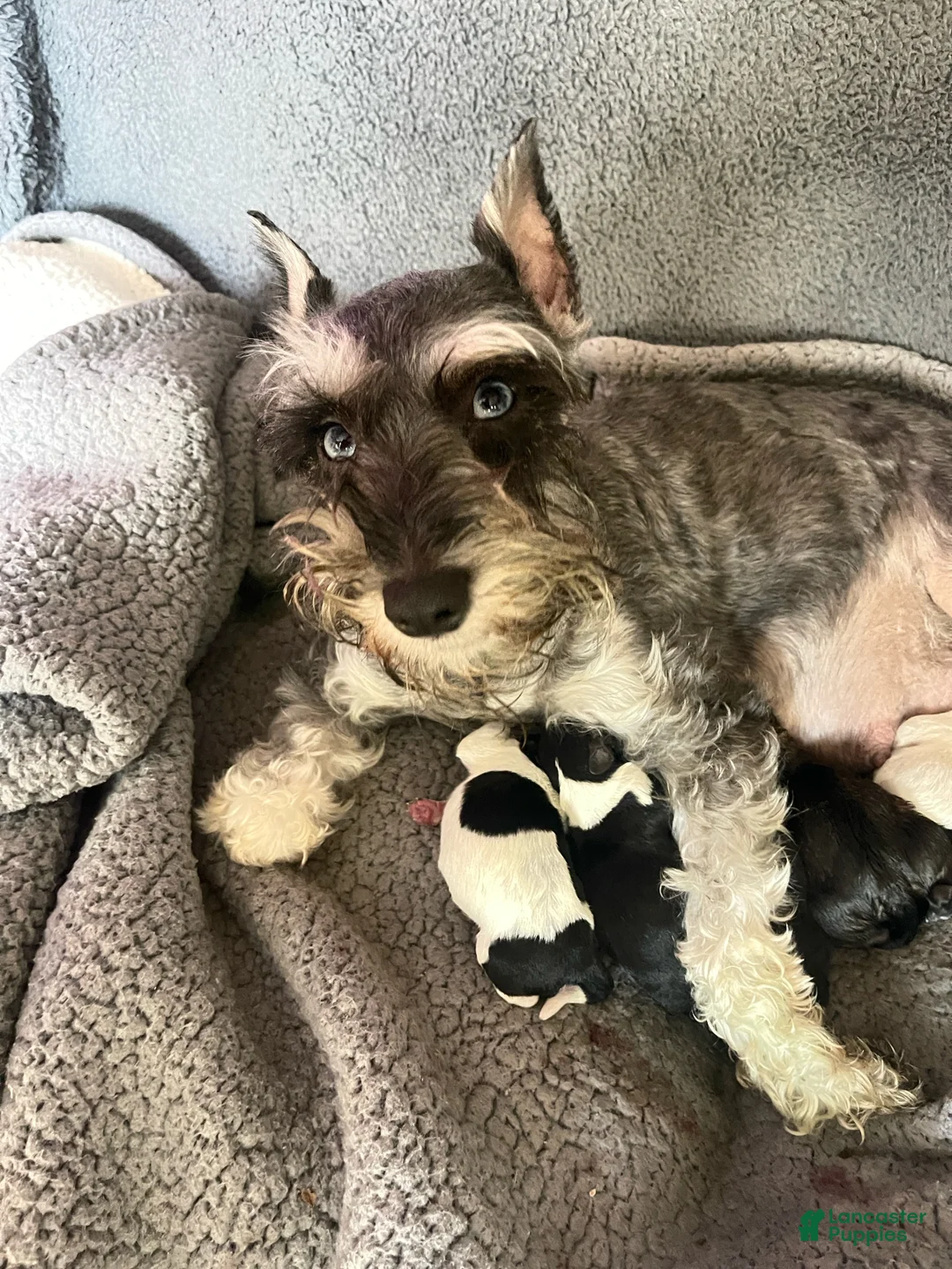Miniature Schnauzer dogs for sale: Miniature Schnauzer Lucy  - Ad 12