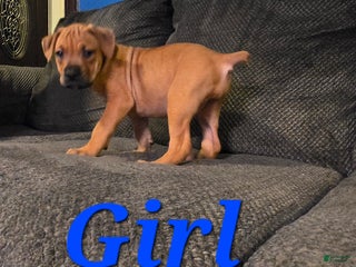 Cane Corso dogs Cane Corso Puppy 5 - Ad 33