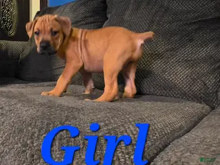 Cane Corso dogs Cane Corso Puppy 5 - Ad 35