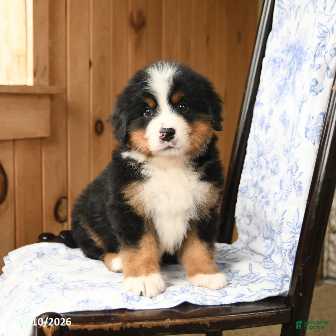 Bernese Mountain Dog dogs for sale: Bear - Ad 1