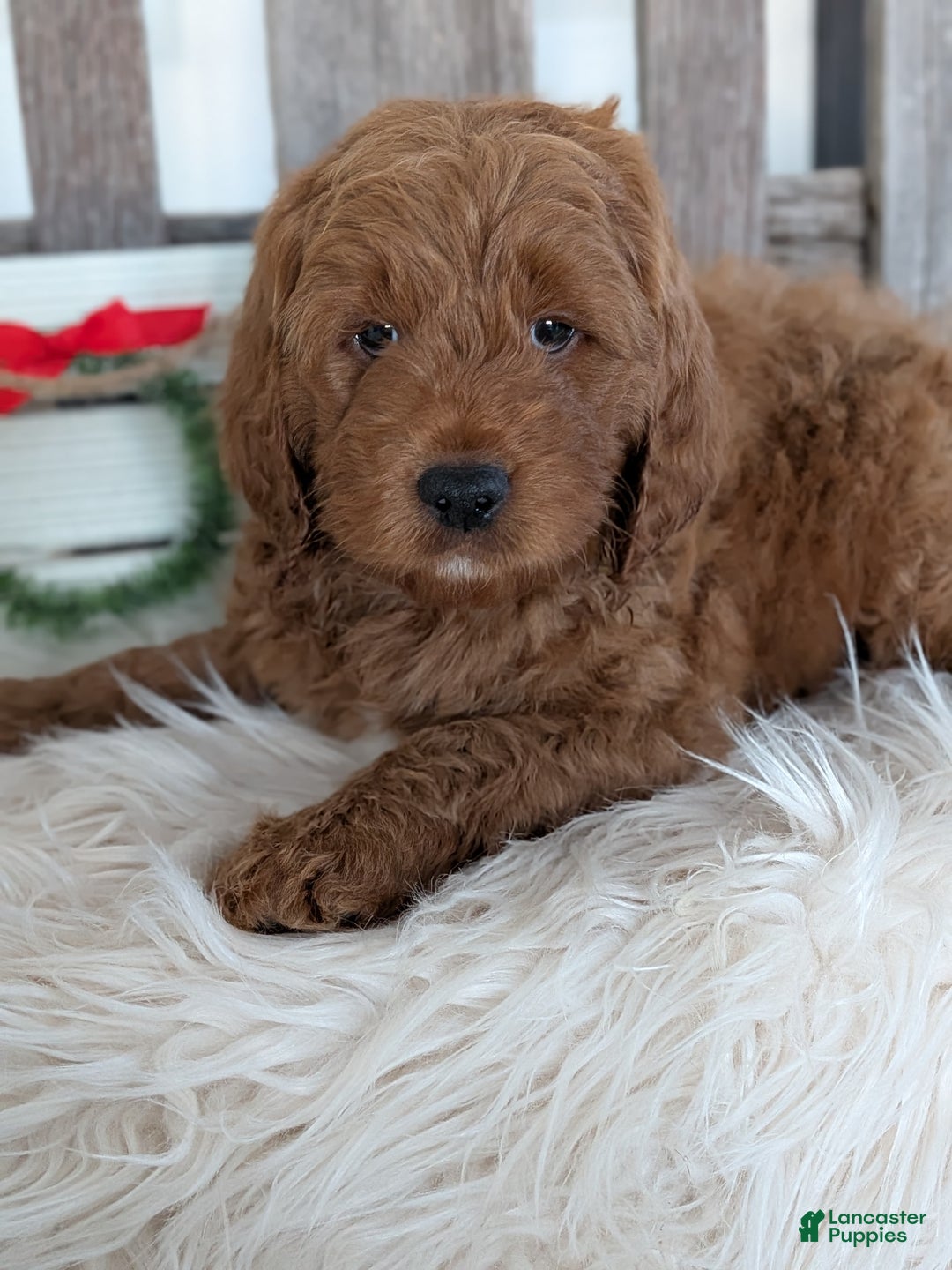 Goldendoodle dogs for sale: Rover  - Ad 2
