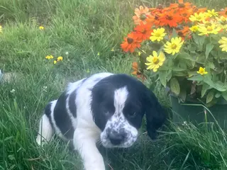 English Springer Spaniel dogs Sprinkles - Ad 37