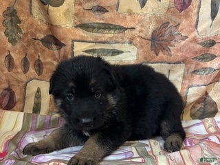 German Shepherd dogs - Ad 5