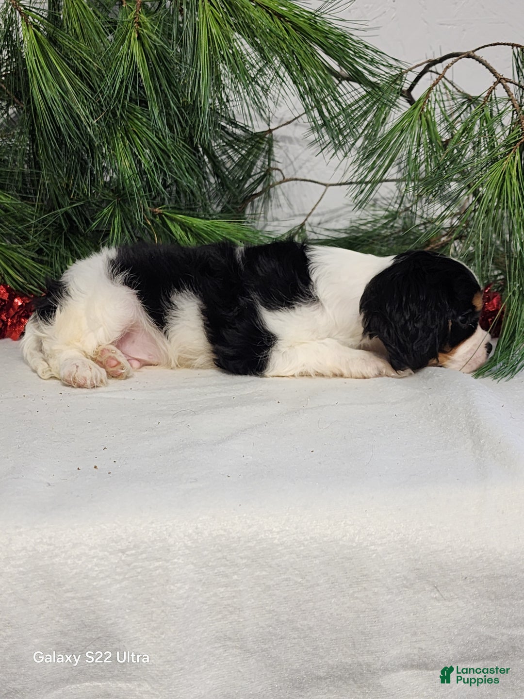 Cavalier King Charles Spaniel dogs for sale: Jack - Ad 3