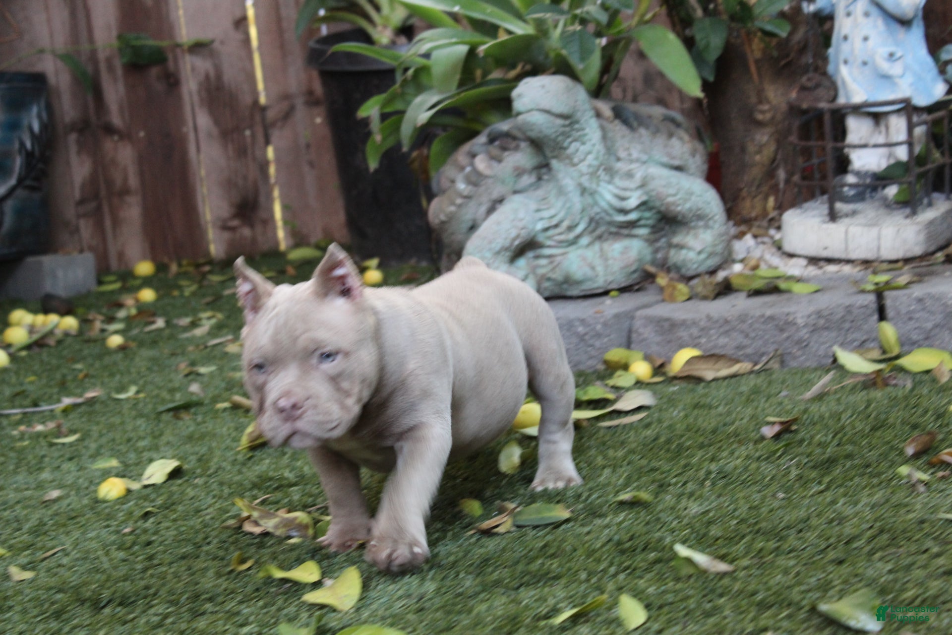 American Bully dogs American Bully Puppy 2 - Ad 2