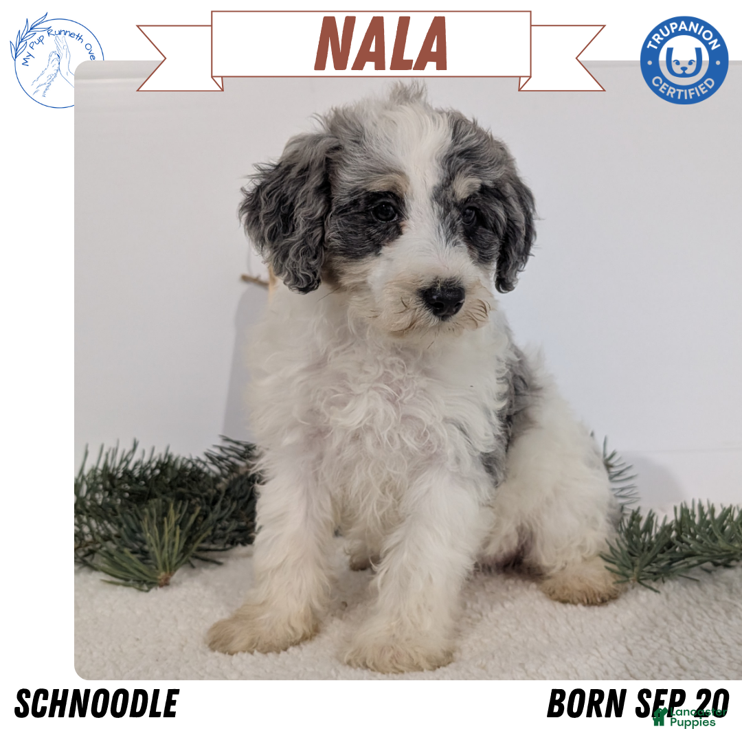 Mixed Breed dogs Nala - Ad 6