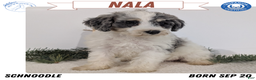 Mixed Breed dogs for sale: Nala - Ad 1