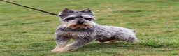 Miniature Schnauzer dogs for sale: Liam - Ad 7