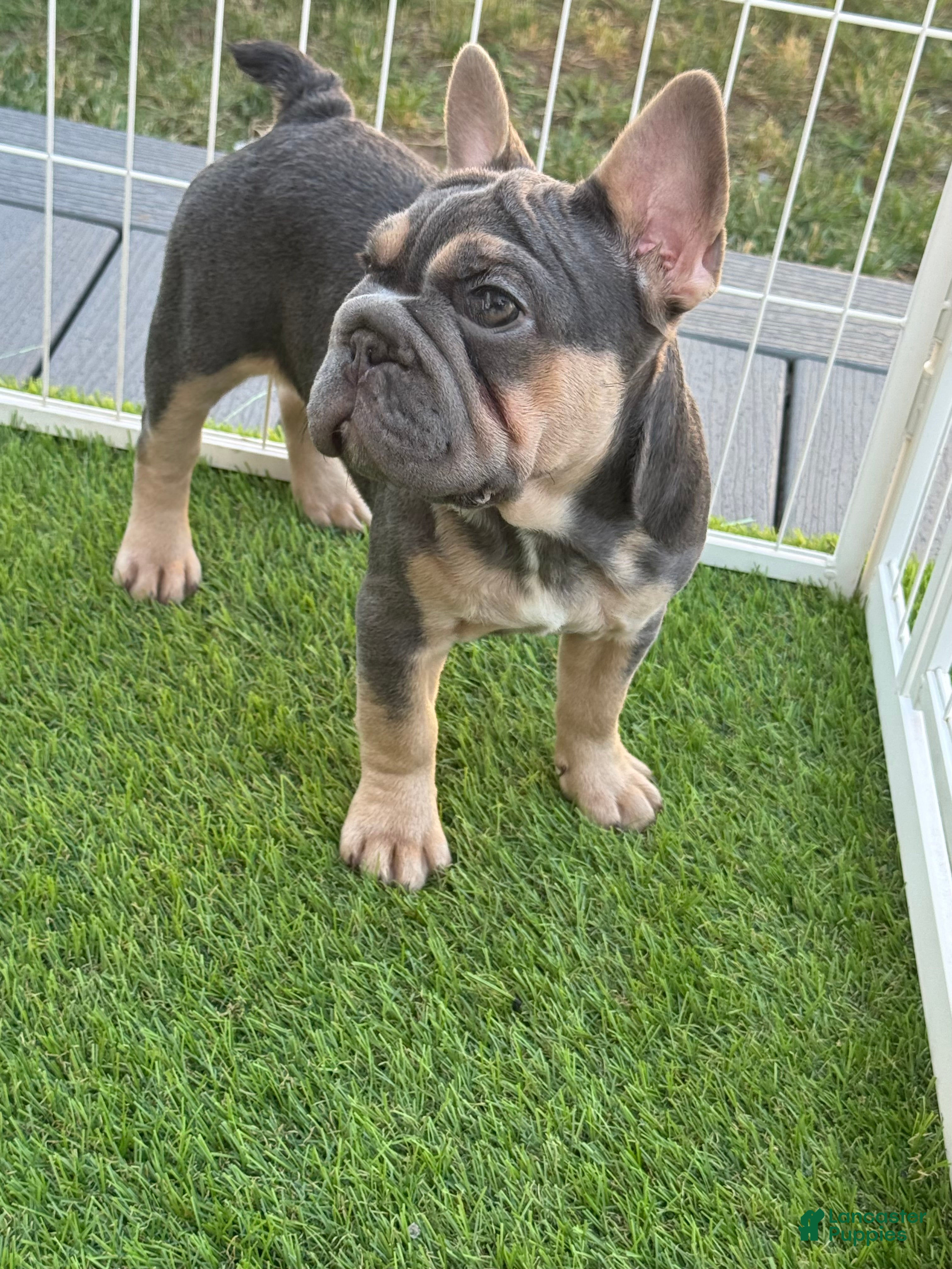 French Bulldog dogs French Bulldog Puppy 3 - Ad 1