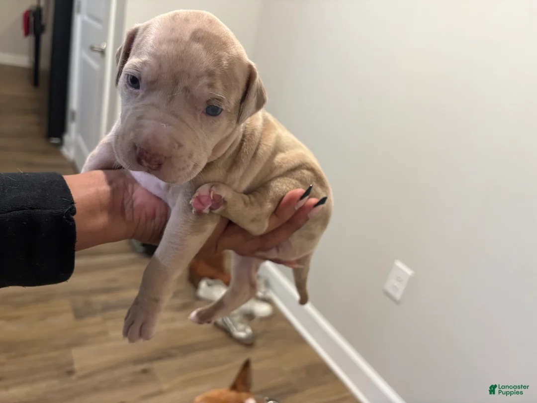 American Pit Bull Terrier dogs for sale: American Pit Bull Terrier Puppy 4 - Ad 1