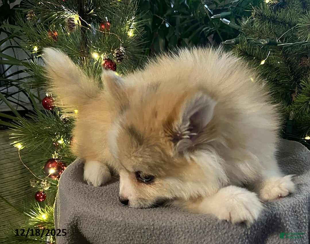 Pomsky dogs for sale: Holly - Ad 7