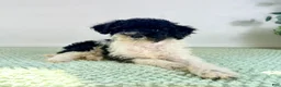 Bernedoodle dogs for sale: Wednesday - Ad 2