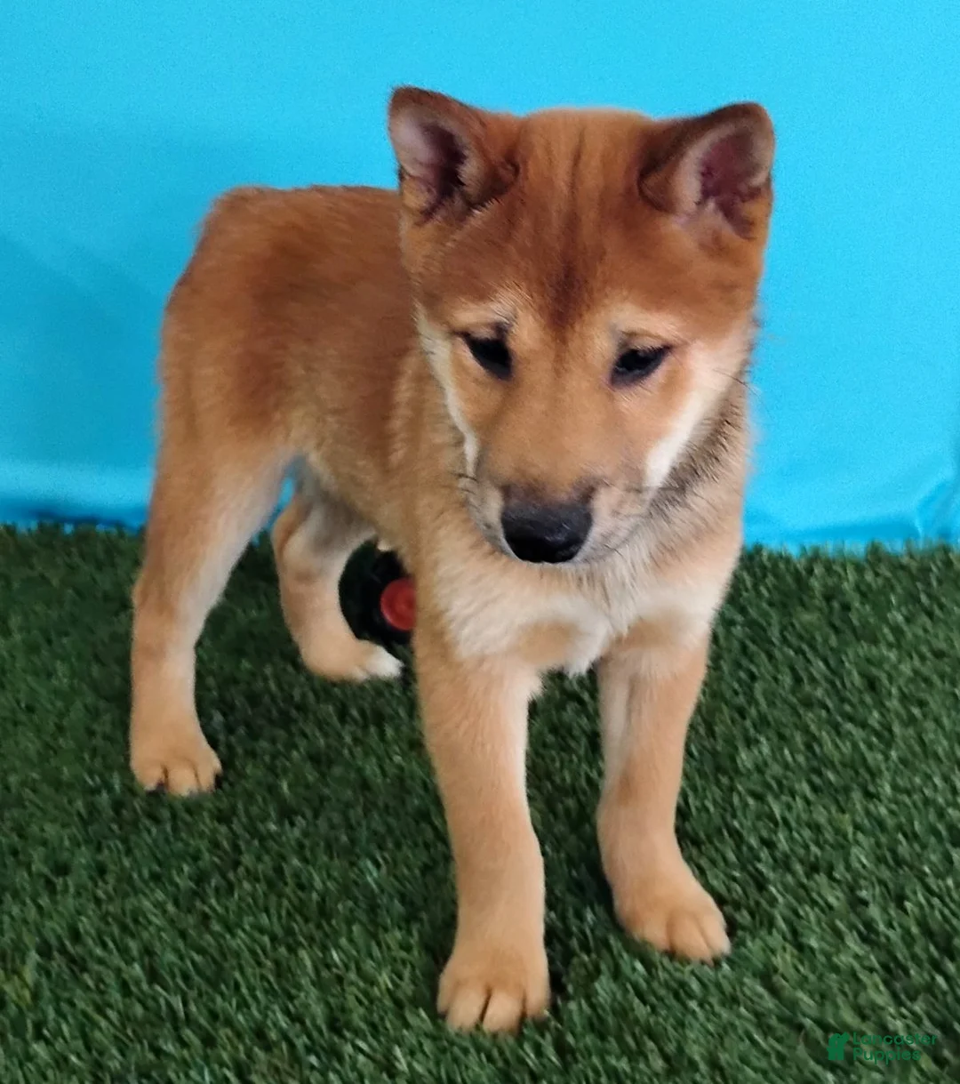 Shiba Inu dogs for sale: Pickle - Ad 3