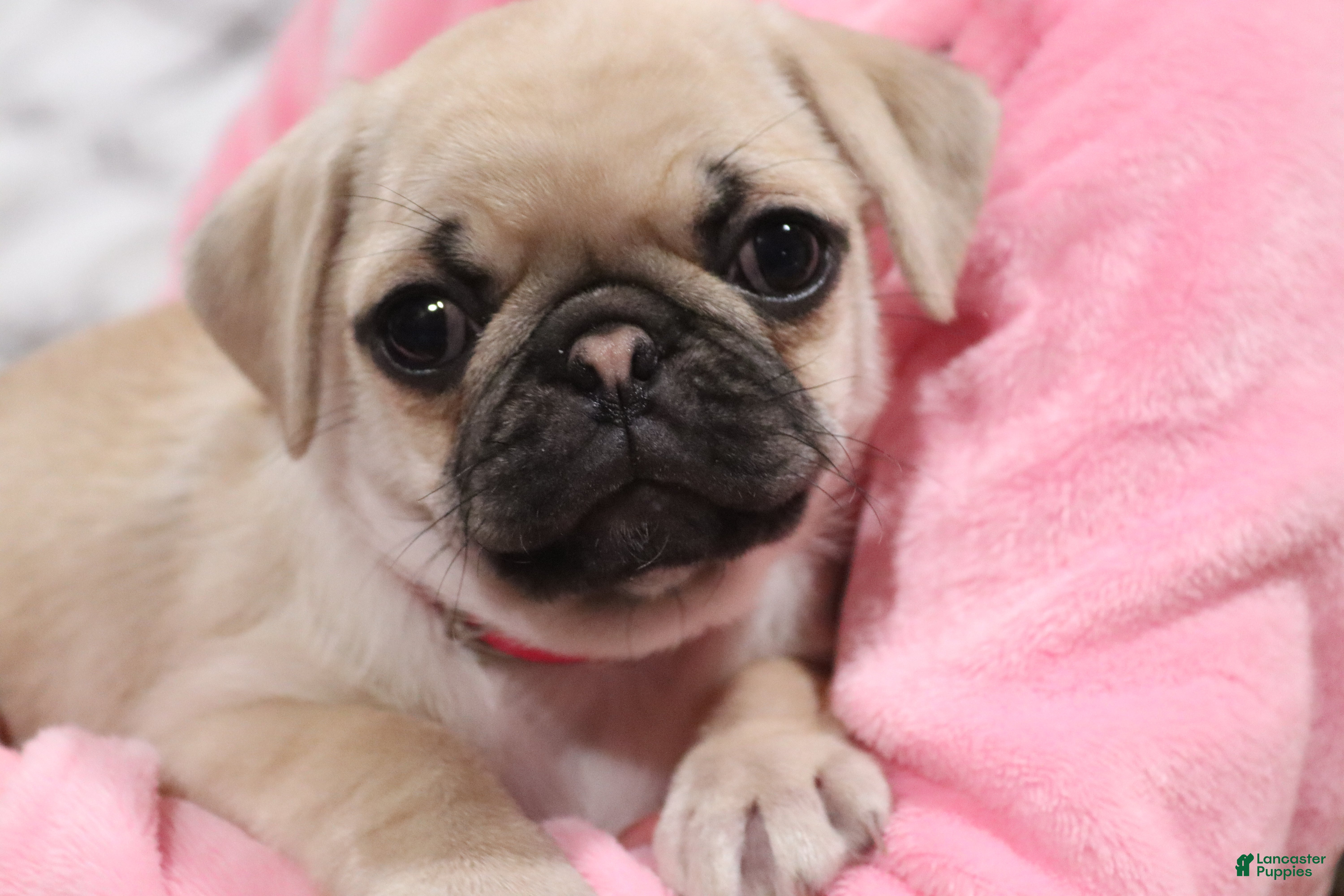 Pug dogs Pippi - AKC - Ad 1