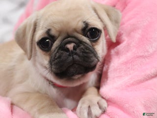 Pug dogs Pippi - AKC - Ad 33