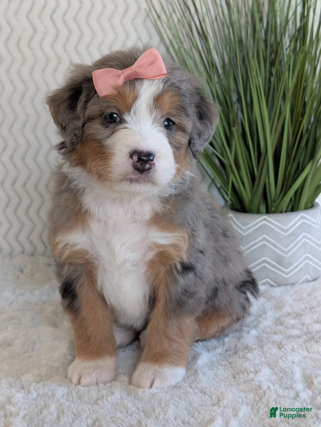 Mini Bernedoodle dogs for sale: Mini Indy  - Ad 15