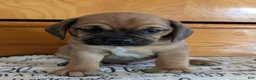 Puggle dogs for sale: Kidd - Ad 17
