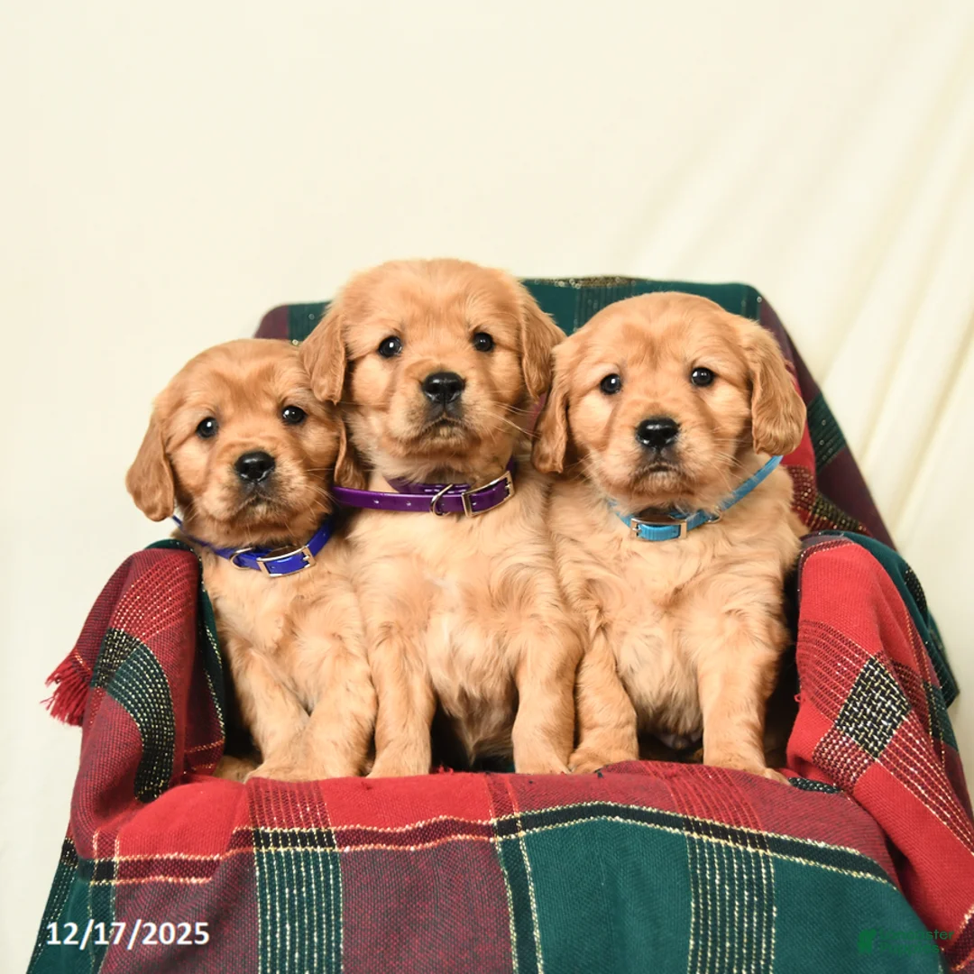 Miniature Golden Retriever dogs for sale: Tyler - Ad 3
