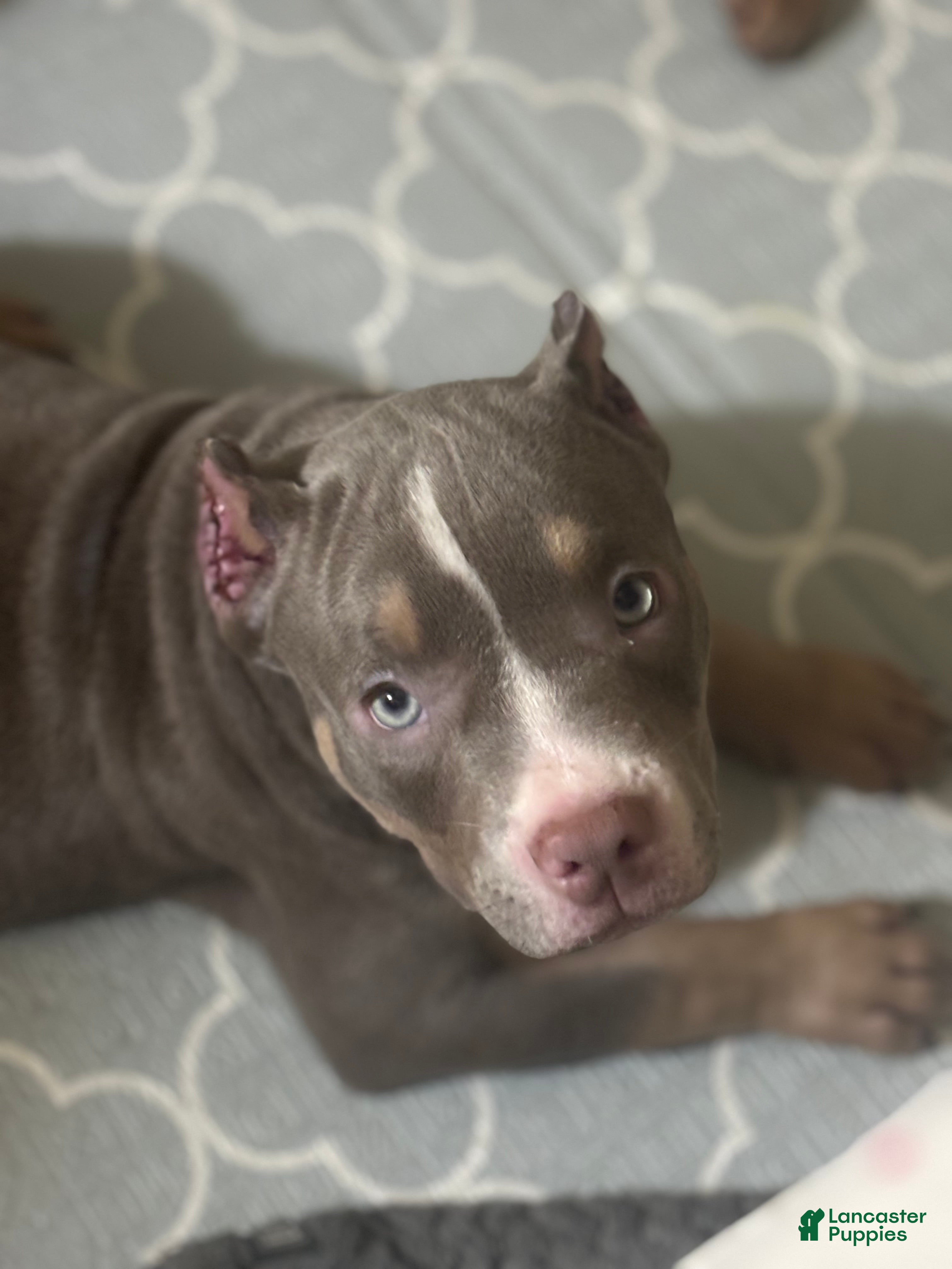 American Bully dogs for sale: American Bully Puppy 1 - Ad 1