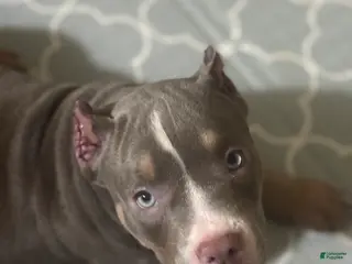 American Bully dogs for sale: American Bully Puppy 1 - Ad 1