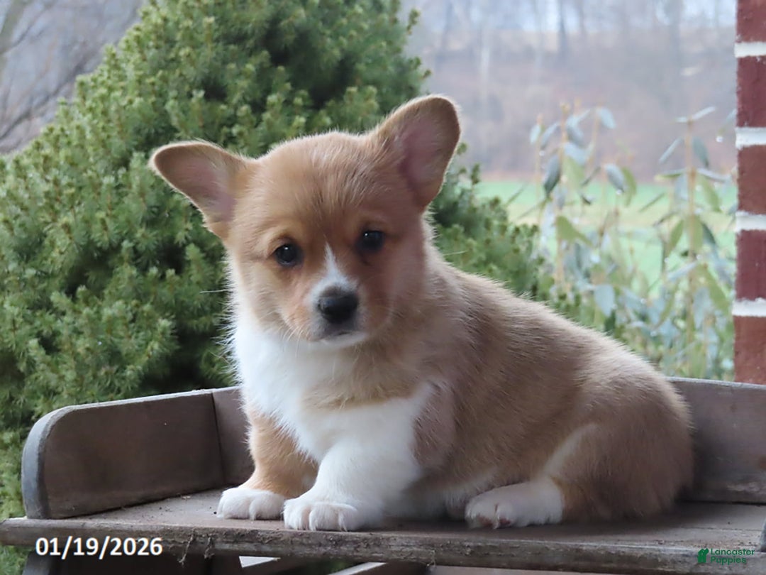 Welsh Corgi Pembroke dogs for sale: Bella - Ad 1