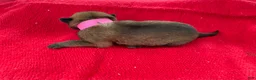 Belgian Malinois dogs for sale: Pink female  - Ad 5