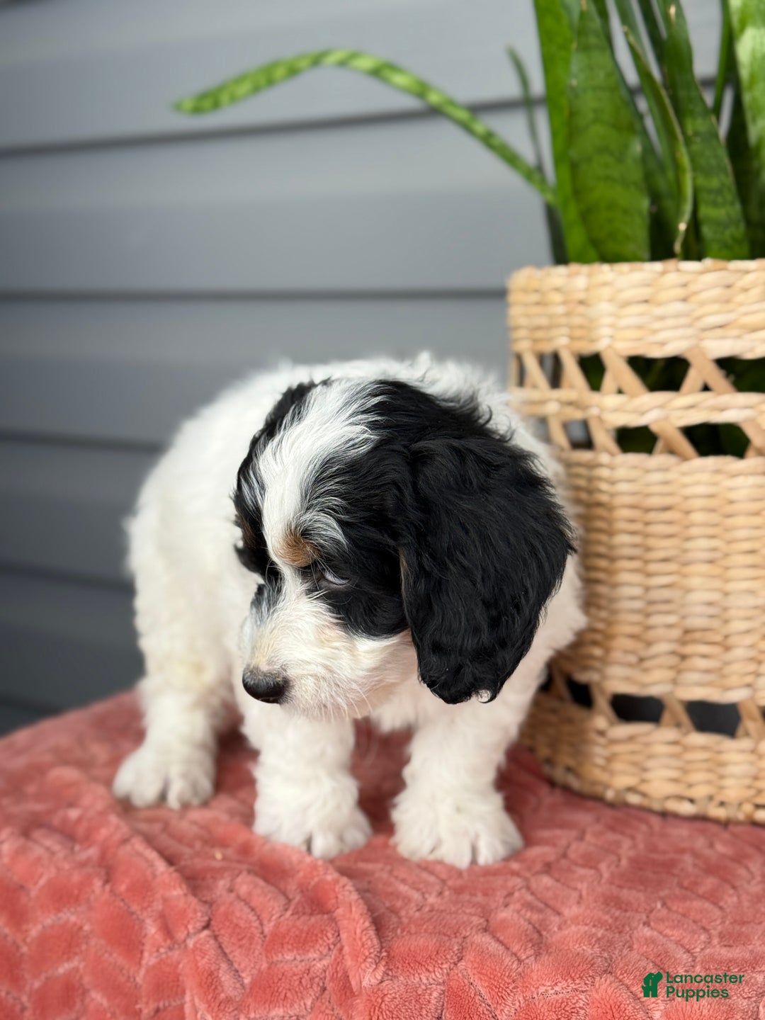 Mini Bernedoodle dogs for sale: Fern - Ad 5