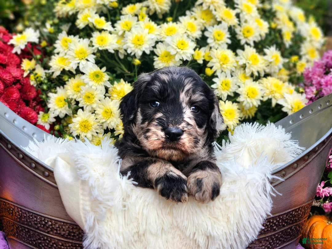 Goldendoodle dogs for sale: Montel - Ad 2