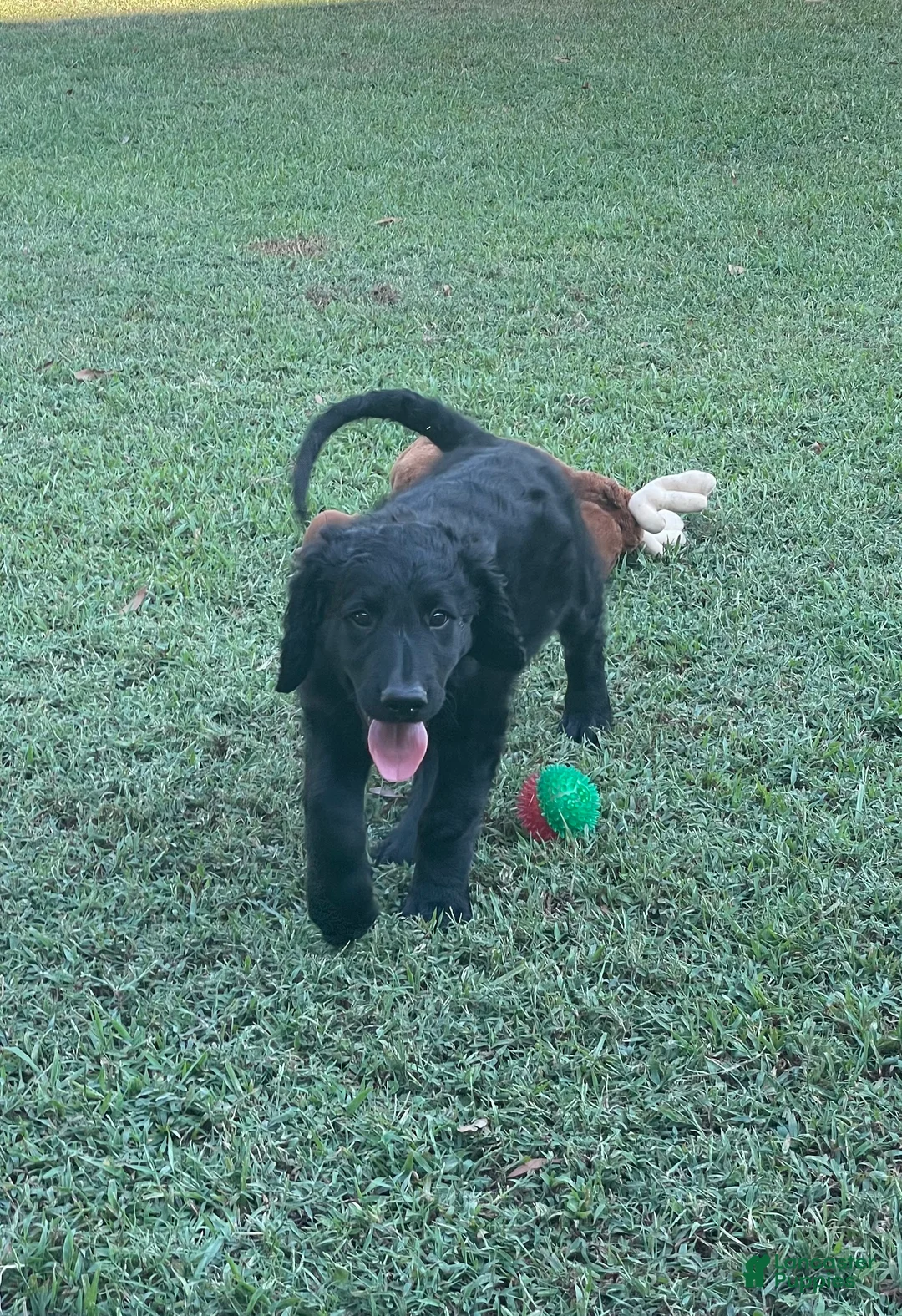 Goldendoodle dogs for sale: Goldendoodle 5 - Ad 2