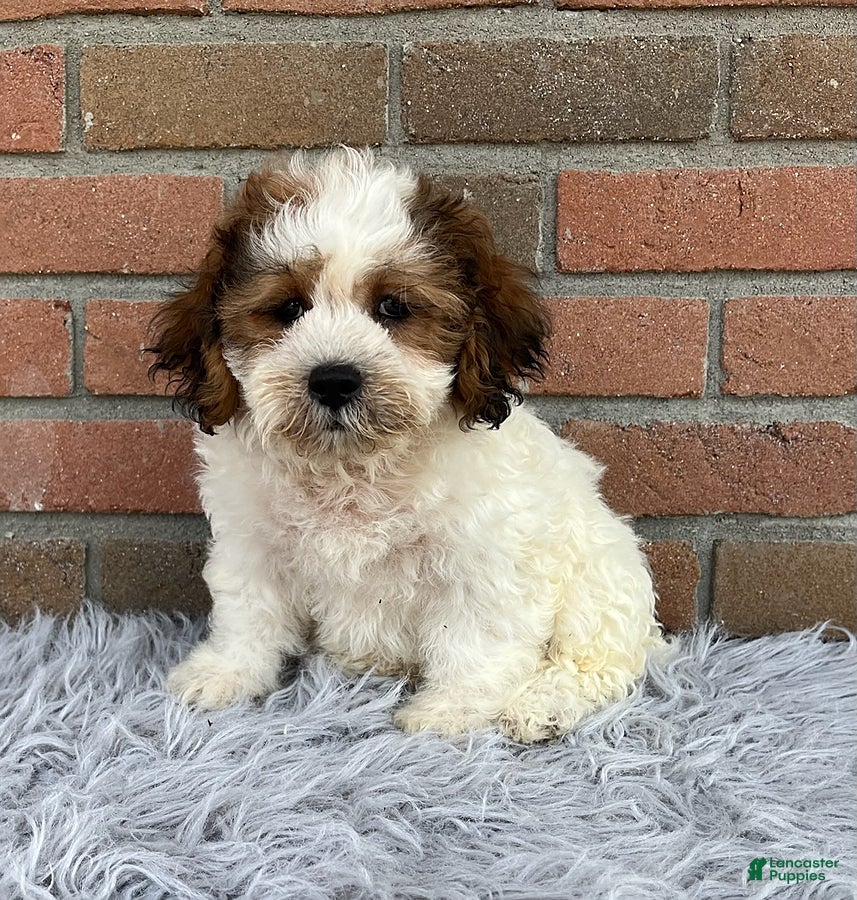 Teddy Bear dogs Mike - Ad 1