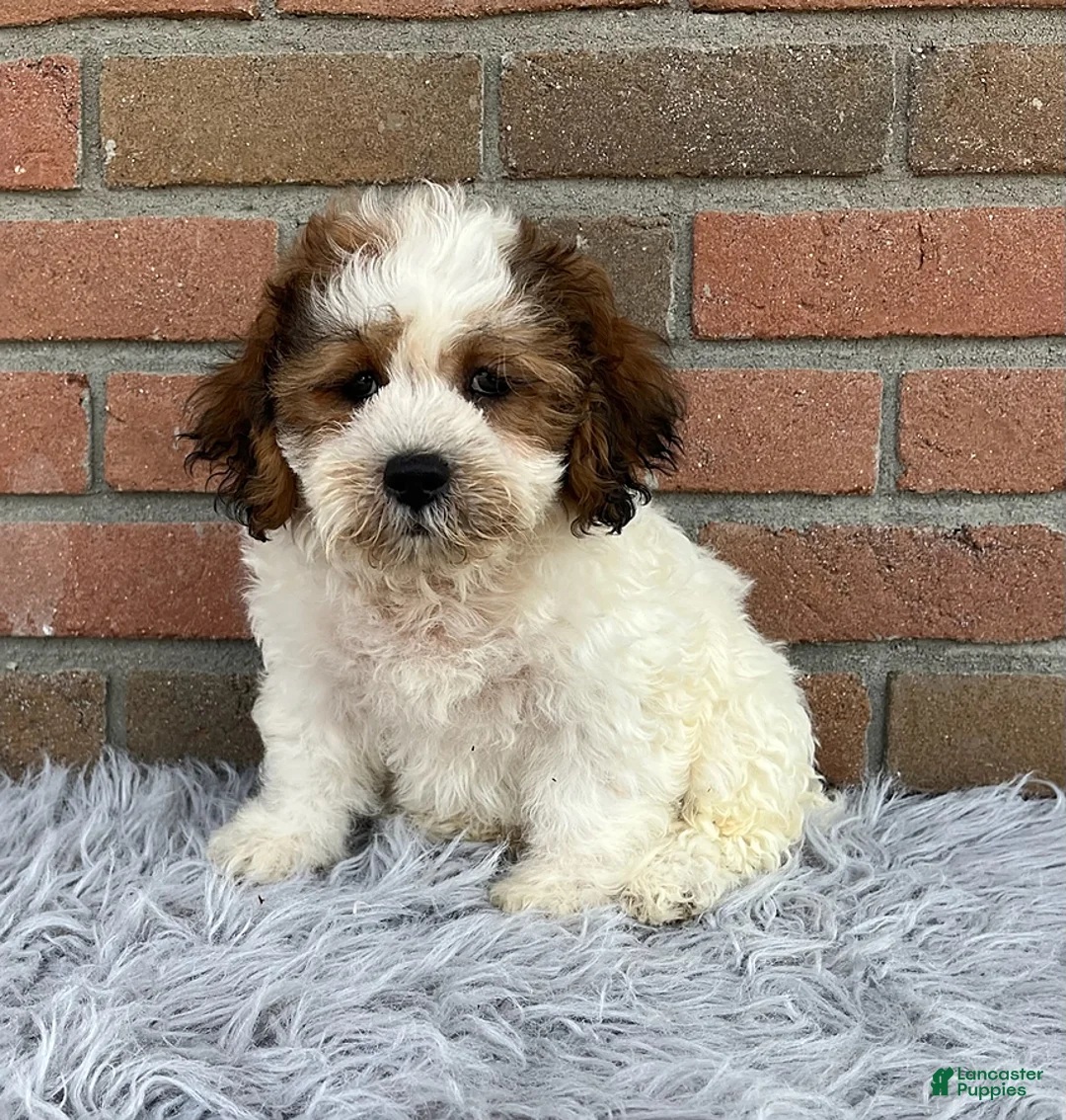 Teddy Bear dogs for sale: Mike - Ad 1