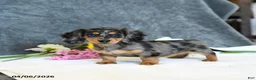 Miniature Dachshund dogs for sale: Ellie - Ad 3