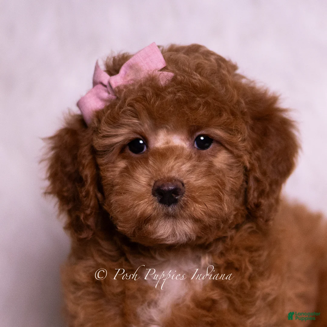 Mini Goldendoodle dogs for sale: Bling Bling - Ad 7