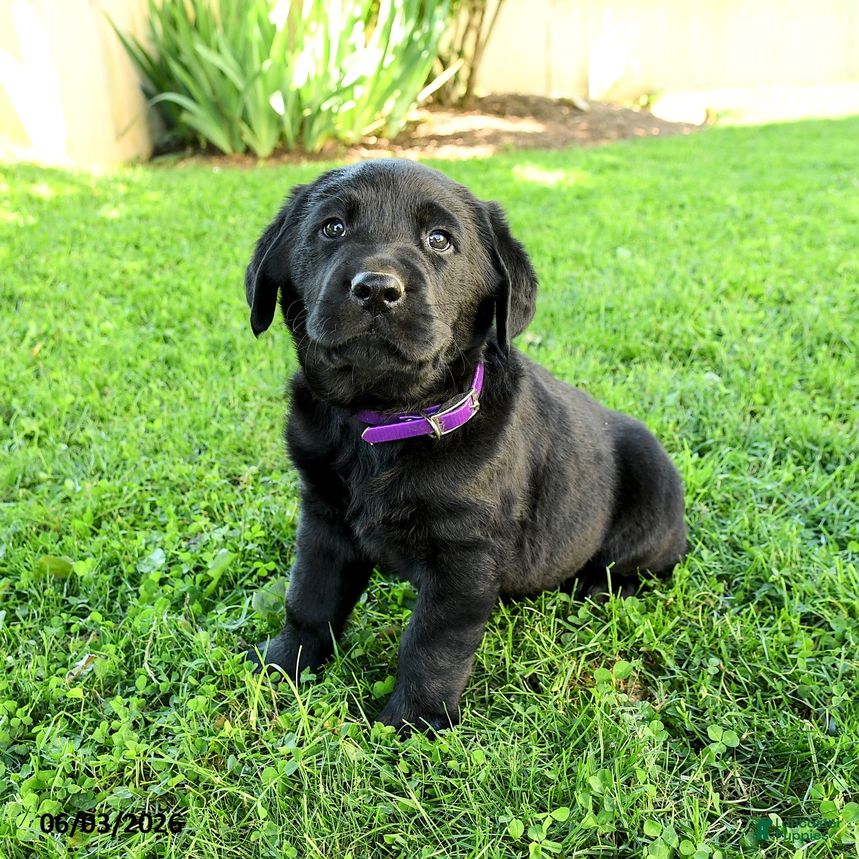 Labrador Retriever dogs Alexander - Ad 2