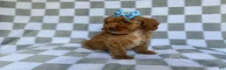 Cockapoo dogs for sale: Fancy - Ad 3