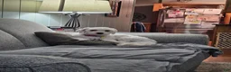 Havapoo dogs for sale: Jordie - Ad 22