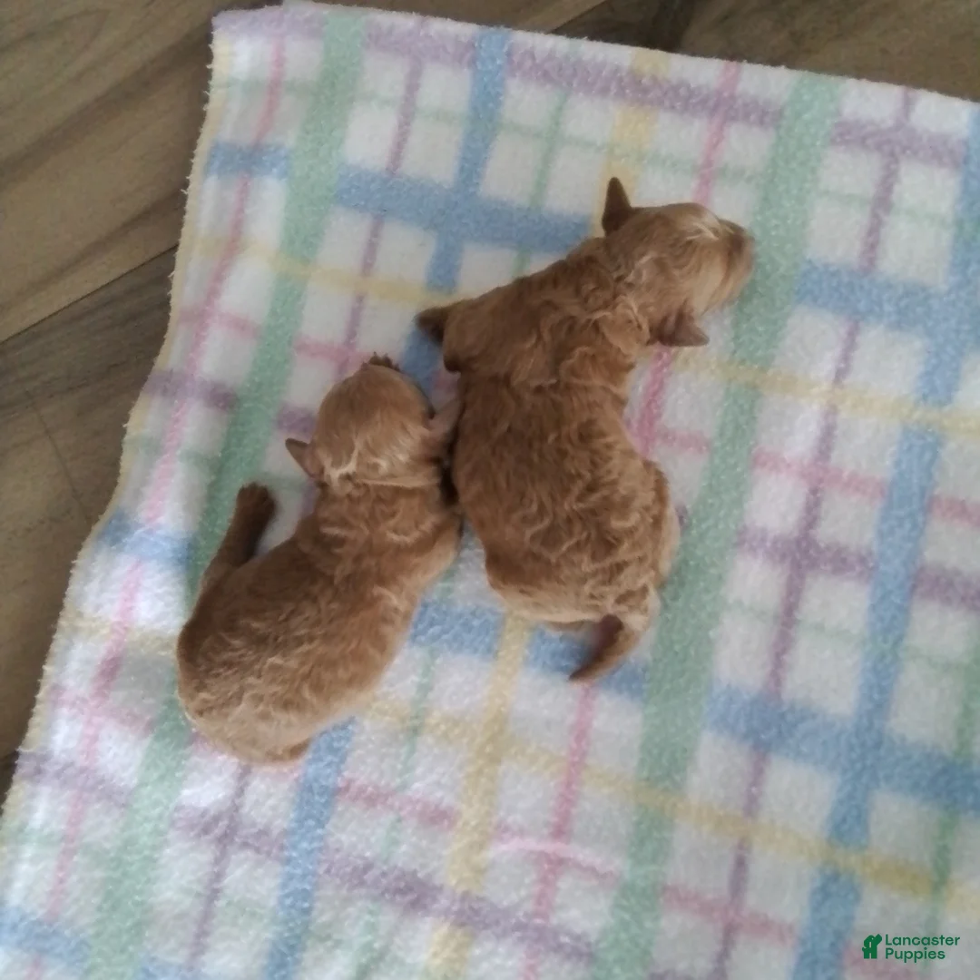 Toy Poodle dogs for sale: Basil - House Raised - Ad 10