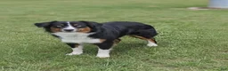 Miniature Australian Shepherd dogs for sale: Chopper - Ad 12
