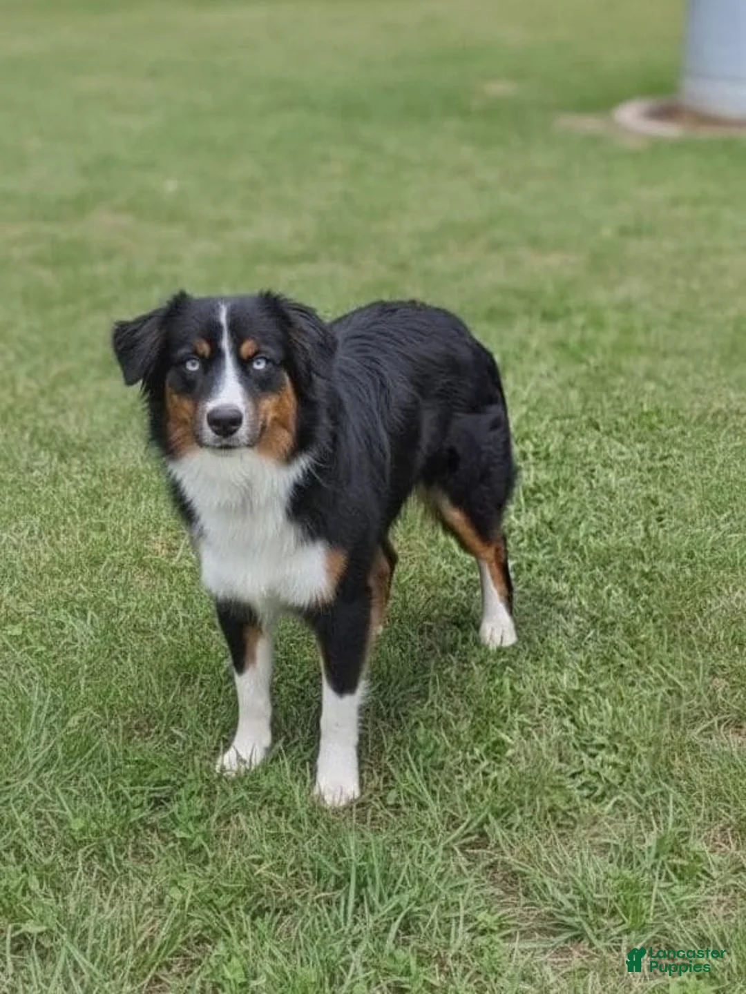 Miniature Australian Shepherd dogs for sale: Chopper - Ad 12