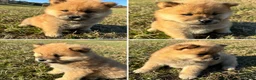 Chow Chow dogs for sale: Chow Chow Cina  - Ad 1