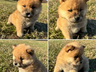Chow Chow dogs Chow Chow Cina - Ad 15