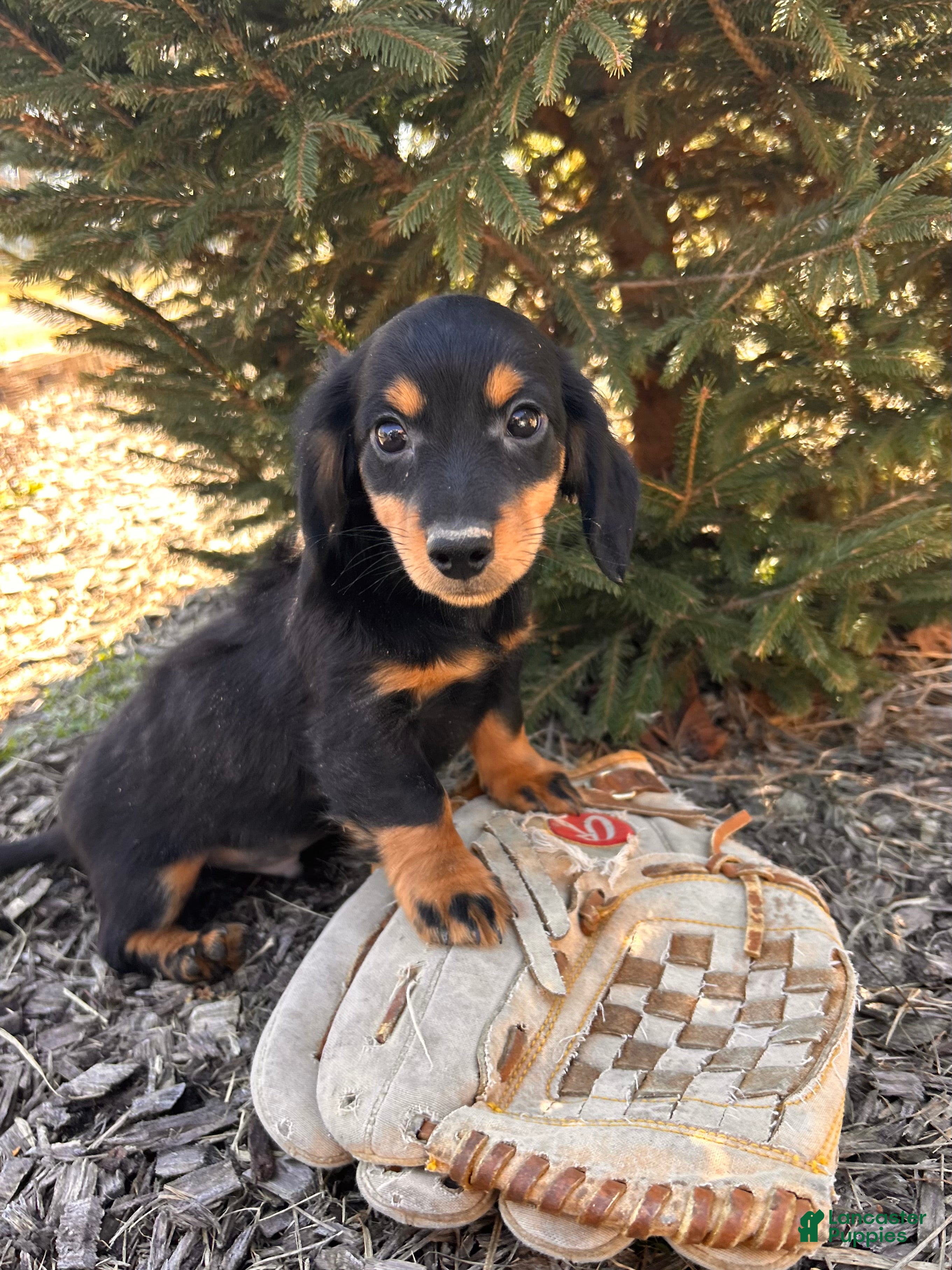 Miniature Dachshund dogs Mason - Ad 1