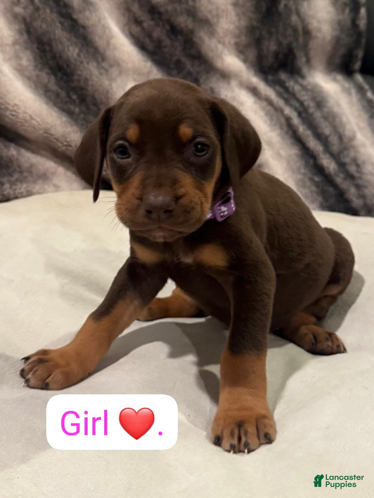 Mixed Breed dogs Purple - Ad 41