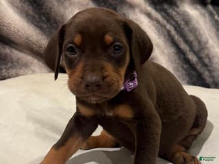 Mixed Breed dogs Purple - Ad 25