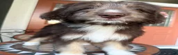 Aussiedoodle dogs for sale: Aussiedoodle 3 - Ad 21