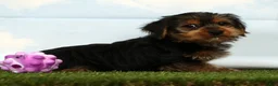 Yorkshire Terrier dogs for sale: Hero - Ad 3
