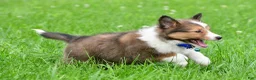 Shetland Sheepdog dogs for sale: Kevin - Ad 12