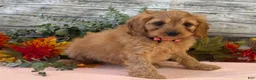 Cavapoo dogs for sale: Cavapoo 1 - Ad 4
