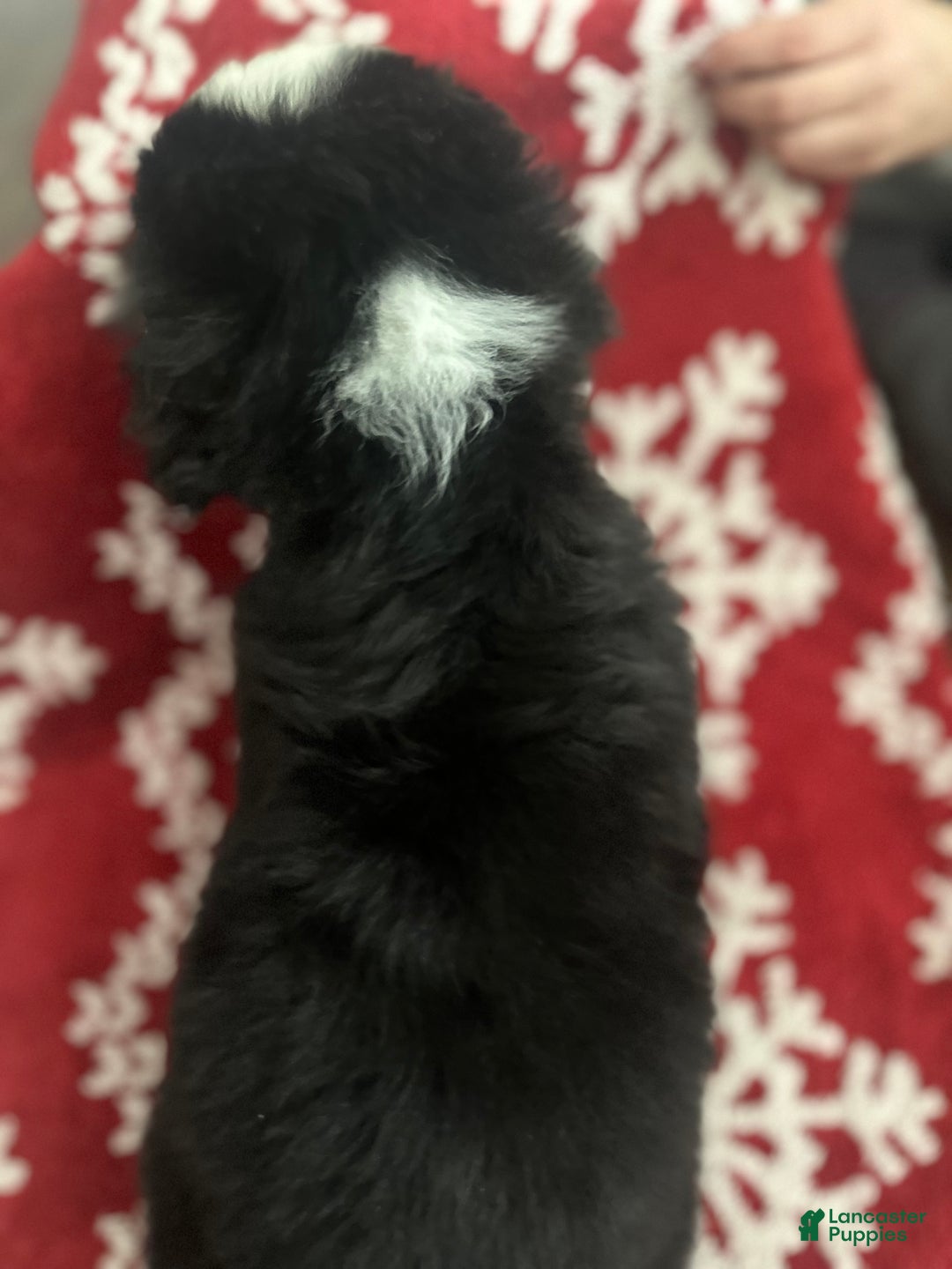 Bernese Mountain Dog dogs for sale: Holly - Ad 2